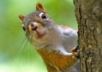 Squirrel Appearance & Identification
